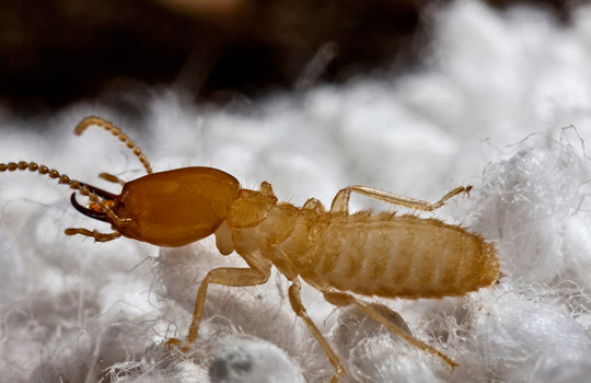 termite